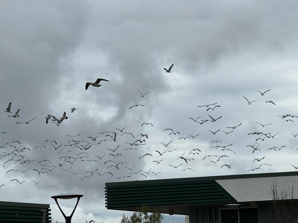 Birds soaring above our campus.